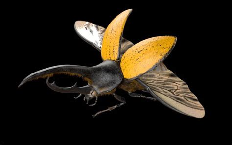 Hercules Beetle 3d Model By 3dstudio