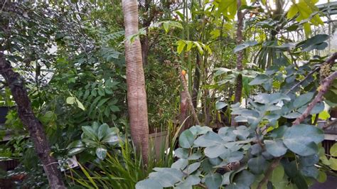 En Pratique Les Serres Du Jardin Botanique