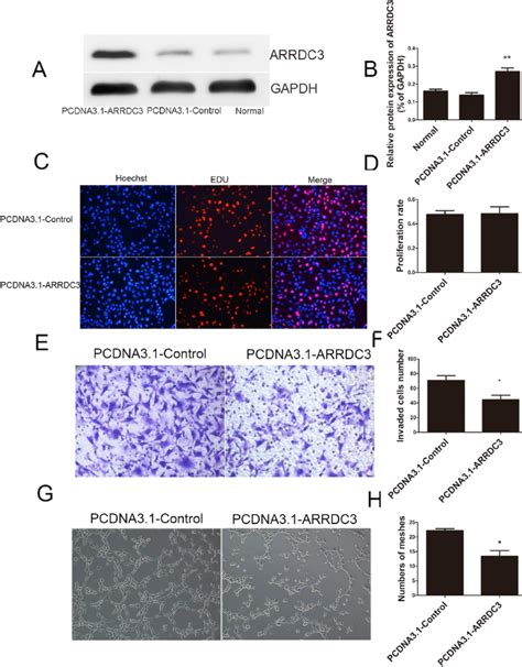 Attenuated Invasion And Network Formation By Htr Sv Neo Cells