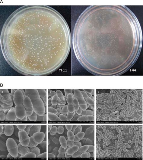 Genome Shuffling Of Lactococcus Lactis Subspecies Lactis YF11 For