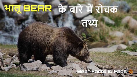 भालू प्रकृति के अद्भुत अनुकूलन भालू के बारे में रोचक तथ्य Bear