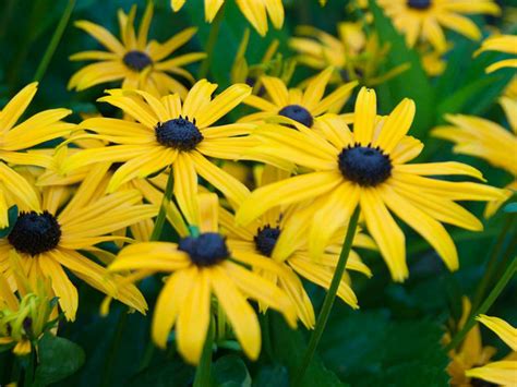 Rudbeckia Fulgida Early Bird Gold Black Eyed Susan World Of