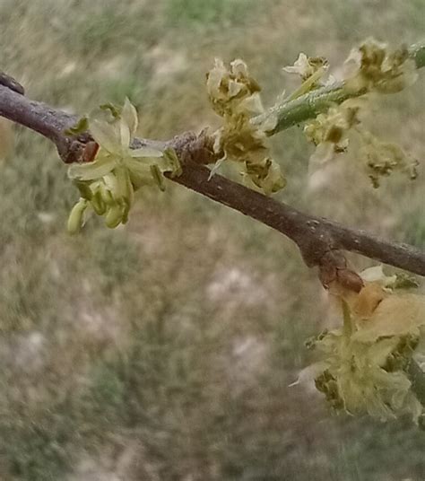 Celtis laevigata – Native Plant Society of Texas