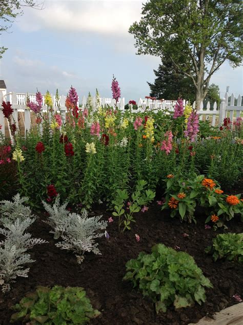 Favorite Flowersnapdragons Snapdragons Plants Flowers