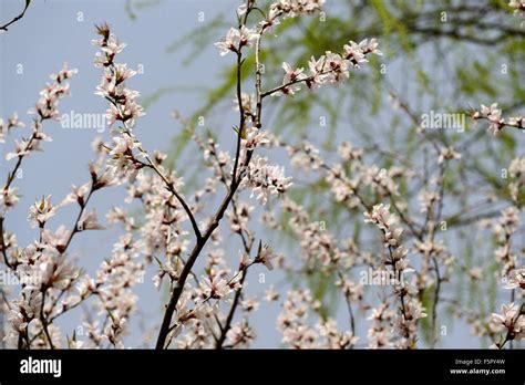 Prunus Davidiana Franch White Flower Flowers Blossom Blossoms Chinese