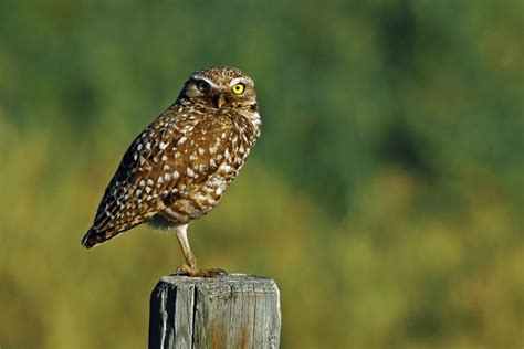 Florida owl sounds – Global Birding Initiative