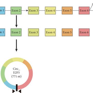 Circ 0084811 Was Highly Expressed In RB Cells And Its Loop Structure