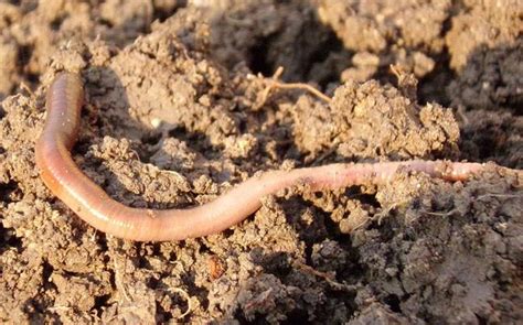 Check out the new Earthworm species found in India - Education Today News