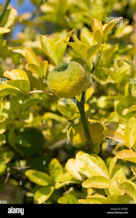 Trifoliate Orange Fruit Bitter Orange Bitterorange Fr Chte