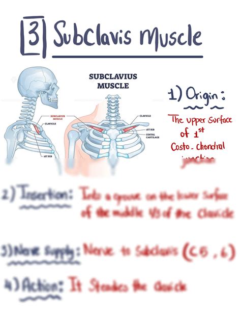 SOLUTION: Muscles of pectoral region - Studypool