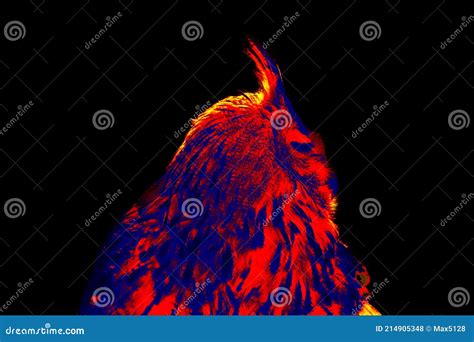 Eagle Owl Infrared Stock Photo Image Of Portrait Night 214905348