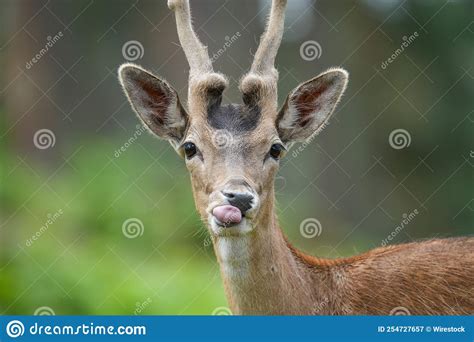 Portrait of a Funny Small Deer Muzzle in the Forest, Close-up Stock ...