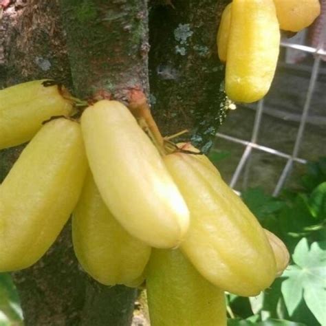 Promo Bibit Pohon Buah Belimbing Wuluh Kuning Super Diskon Di