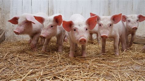 Animals pigs 2560x1440 High Quality ,High Definition, funny pigs HD ...