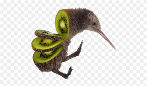 Kiwi Bird New Zealand Facts | Bruin Blog