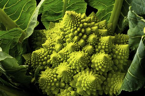 Romanesco Broccoli A Mathematical Delight Cgtn