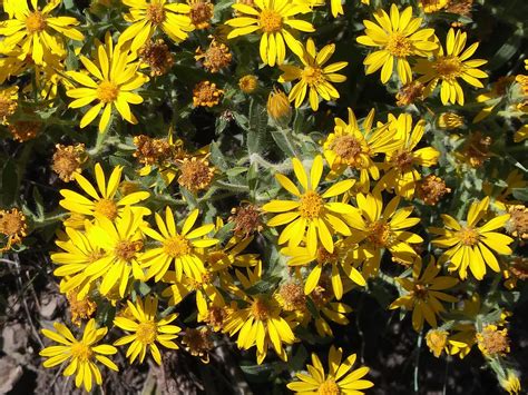 Hairy Golden Aster Pipilo Native Plants