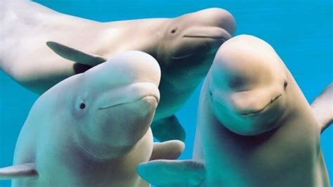 35 Fascinating Beluga Whales Facts