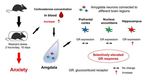 Researchers Identify Potential Mechanism Underlying Stress Induced