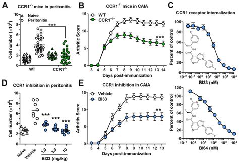 A Peritoneal Cell Counts Were Assessed In Wt And Ccr1−− Mice In Both