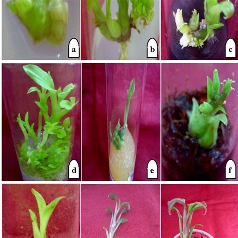 Effect Of Activated Charcoal On In Vitro Morphogenetic Induction Of Download Scientific Diagram