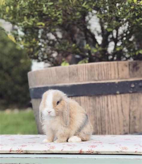 Blue Fawn Harlequin Vienna Roseandnashfarmette Bun Bun Buns Holland