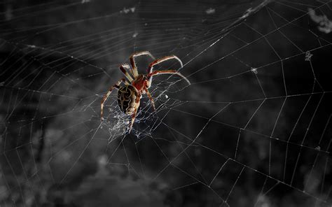 Spider Wallpaper 69 Pictures