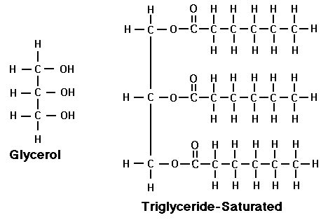 Edexcel IAL Biology: 1.3.5 Describe the synthesis of a triglyceride by ...