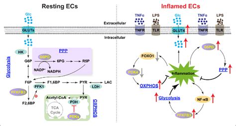 Proposed Immunometabolic Regulation Of Resting And Inflamed Endothelial