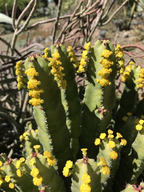 Euphorbia Resinifera The Ruth Bancroft Garden Nursery