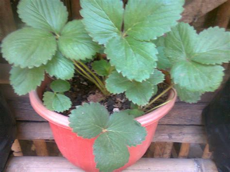 Jenis Tanah Yang Bagus Buat Pohon Strawberry Guru Ilmuan