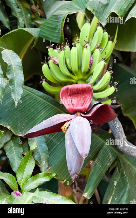 Wild Banana Plant In Oman Stock Photo Alamy