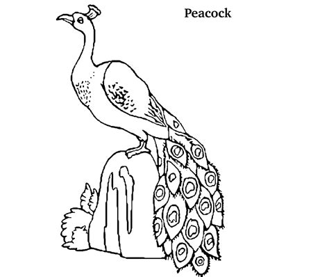 Peacock Outline Drawing at GetDrawings | Free download