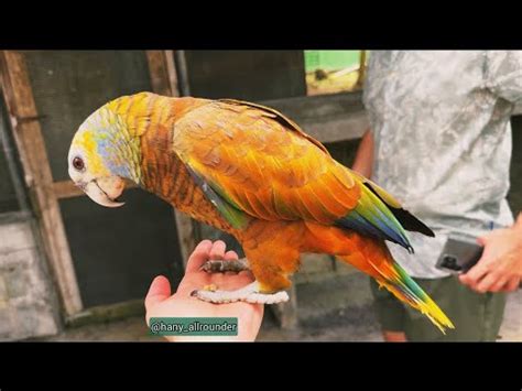 Lovely St Vincent Parrot alias Königsamazone Amazonaguildingii