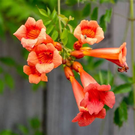 Orange Trumpet Vine Tecoma Campsis Radicans Flowering Live Plant