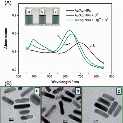 A Uv Vis Absorbance Spectra Of Au Ag Core Shell Nanorods At Different