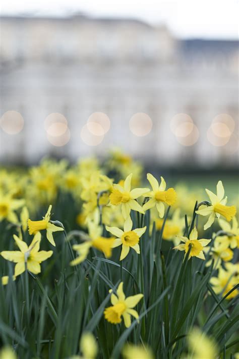 Palais Royal Gardens — Parisian Moments