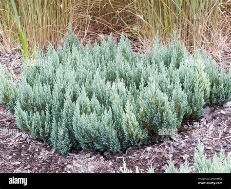 Juniperus Sabina Immagini E Fotografie Stock Ad Alta Risoluzione Alamy