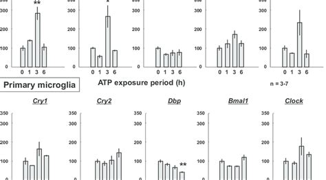 Effects Of Atp On Clock Gene Mrna Expression In Primary Microglia