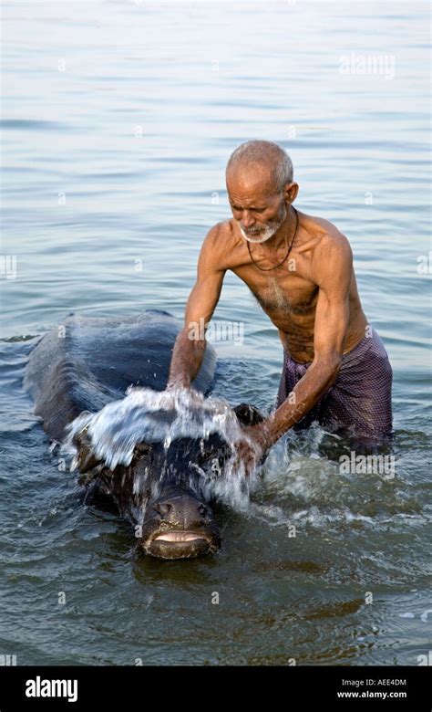 Man Bathing His Buffalo Ganges River Varanasi India Stock Photo Alamy