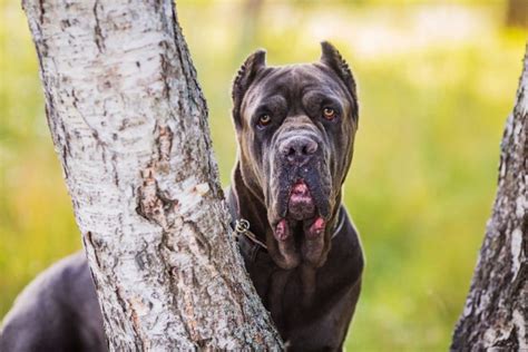 Cane Corso Great Dane Mix – A Gentle Giant Or A Danger?