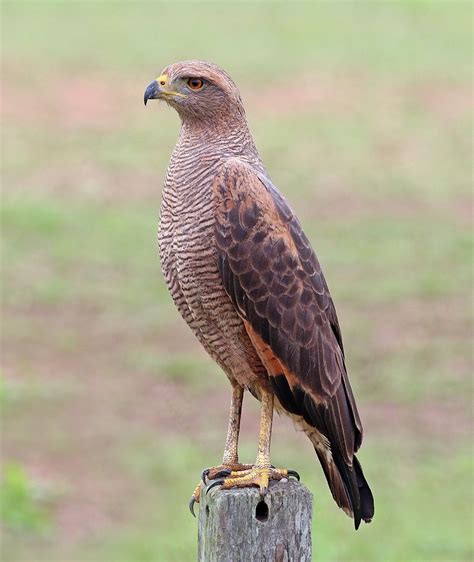 Savanna hawk - Wikipedia