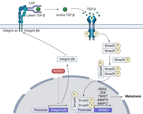 NDRG2 mediated inhibition of TGF β signaling αvβ6 activates TGF β by