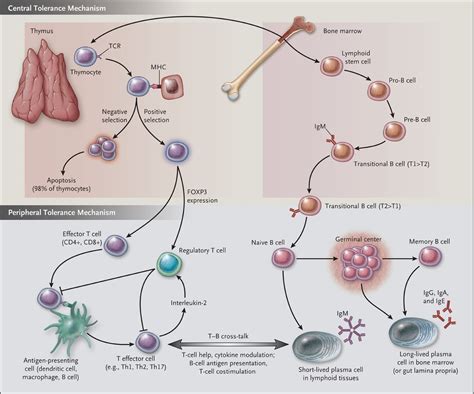 Genomics And The Multifactorial Nature Of Human Autoimmune Disease Nejm