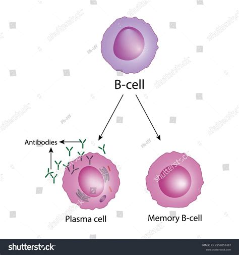 Bcell Leukocytes B Lymphocytes Plasma Cell Stock Vector Royalty Free