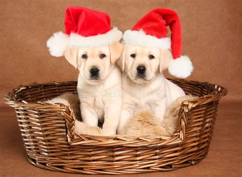 Santa puppies stock photo. Image of puppies, puppy, little - 35629002