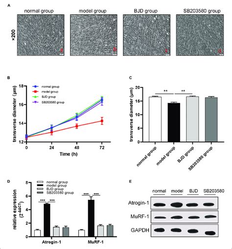 BJD Prevented LCM Induced Myotube Atrophy In C2C12 Cells A The