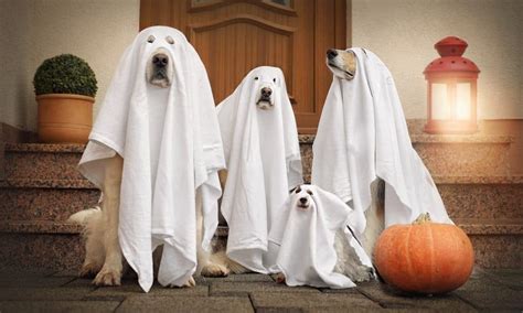 10 Unique, Adorable, and Frighteningly Fun Costumes for Dogs