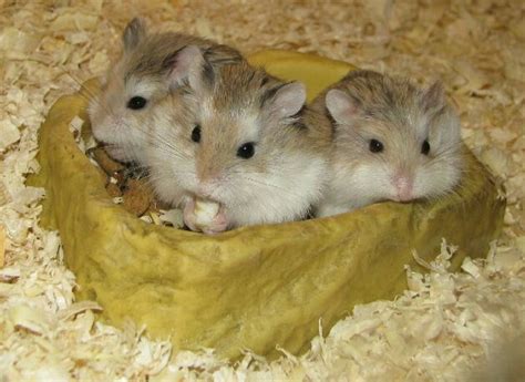 Pin On Cute Dwarf Hamsters