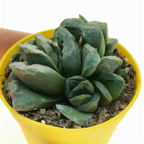 Haworthia Maughanii X Truncata Cm Aloaceae Giromagi Vendita